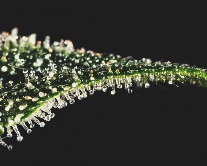 Anatomie der Marihuana-Buds