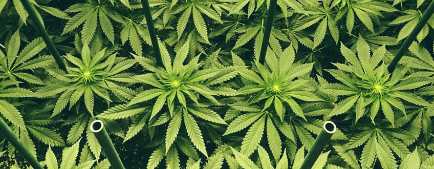 Sea-of-green ist eine Cannabismanipulationstechnik