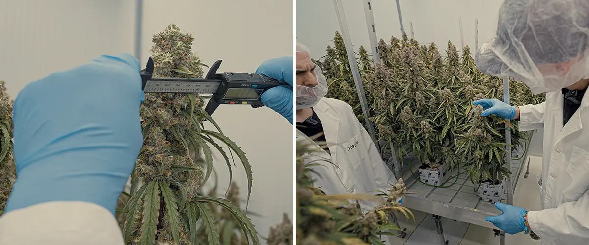CRIC Labs F1 Cannabis Hybriden SOP Führer Eine Illustration von einheitlichen F1 Cannabis-Hybriden, die in einer kontrollierten Umgebung von CRIC Labs wachsen, mit Hervorhebung der Konsistenz in Größe, Form, Potenz und Geschmack, auf einem grünen Hintergrund.