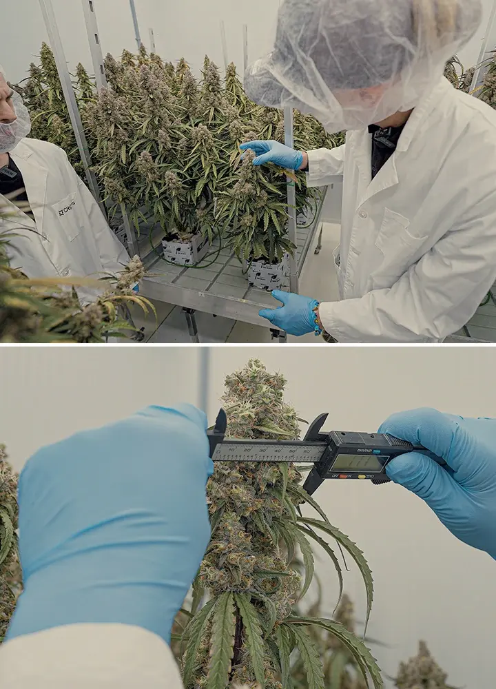 CRIC Labs F1 Cannabis Hybriden SOP Führer Eine Illustration von einheitlichen F1 Cannabis-Hybriden, die in einer kontrollierten Umgebung von CRIC Labs wachsen, mit Hervorhebung der Konsistenz in Größe, Form, Potenz und Geschmack, auf einem grünen Hintergrund.
