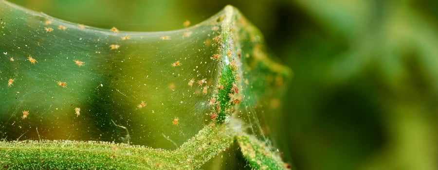 phytoseliulus persimils Hanf-rote Spinnen