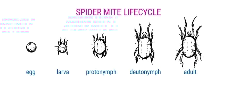 Spider Mites lyfecycle