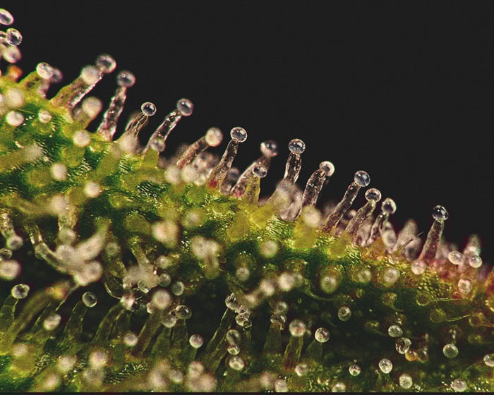 Anatomie der Marihuana-Buds