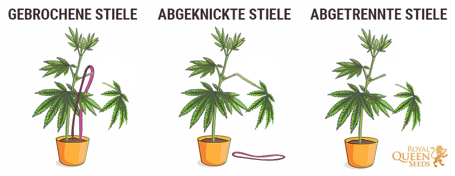 Fix gebrochene Stämme und freistehende Stämme Fix gebrochene Stämme und freistehende Stämme