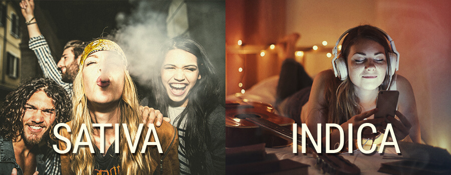 Sativa vs. Indica-Effekte Sativa vs. Indica-Effekte