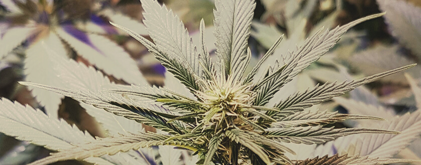 Cannabis Sativa Cannabis Sativa