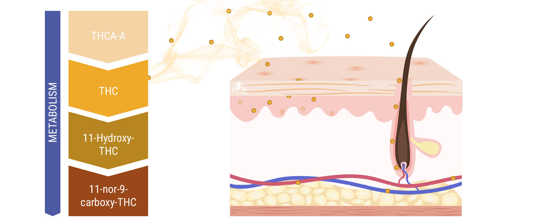 Can Marijuana Smoke Be Absorbed Through the Skin or Hair? Can Marijuana Smoke Be Absorbed Through the Skin or Hair?