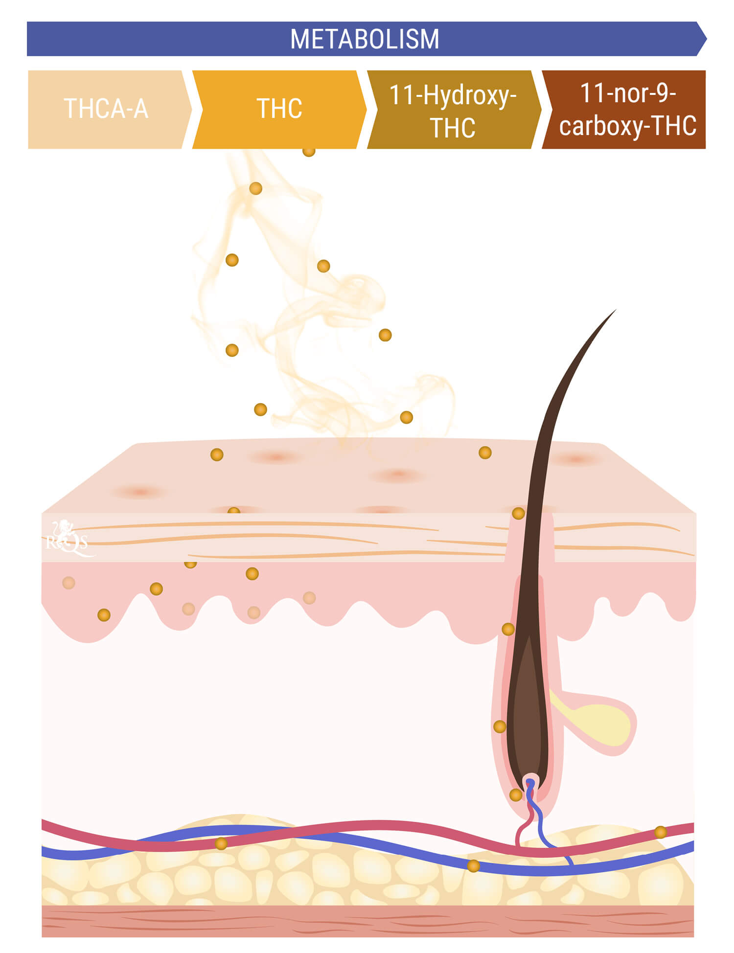 Can Marijuana Smoke Be Absorbed Through the Skin or Hair? Can Marijuana Smoke Be Absorbed Through the Skin or Hair?