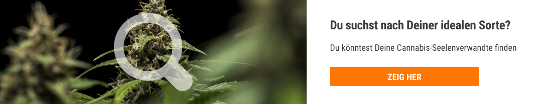 Cannabis Seedfinder