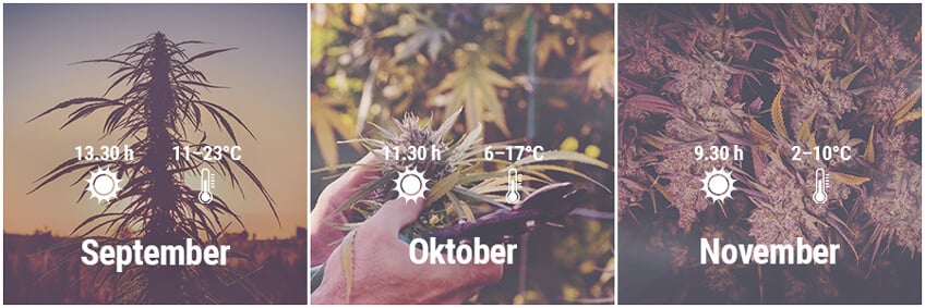 Wie man in Deutschland Cannabis im Freien anbaut, September, Oktober, November