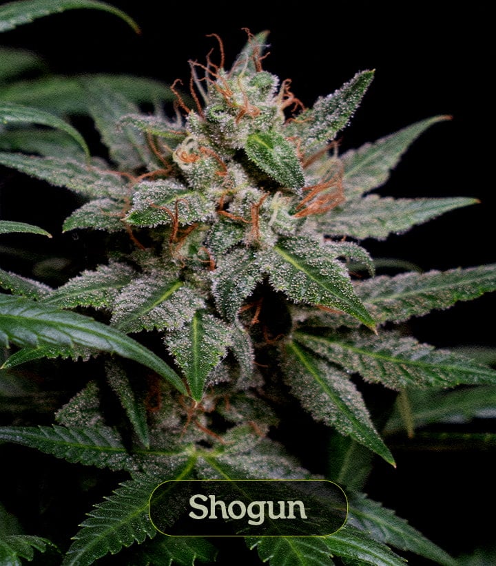 Shogun Shogun