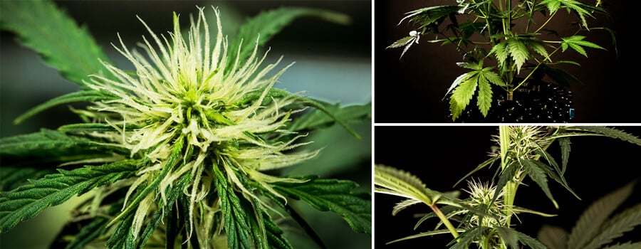 Signs of cannabis flowering