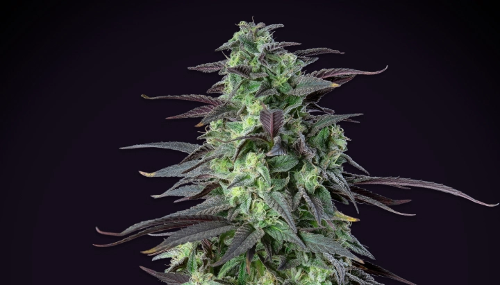 Skunk XL: höchster Ertrag unter 100 cm Skunk XL Cannabispflanze mit dichten frostigen Buds, violett-grünen Blättern, weißen Blütenstempeln und kompakter Blütenstruktur vor dunklem Hintergrund.