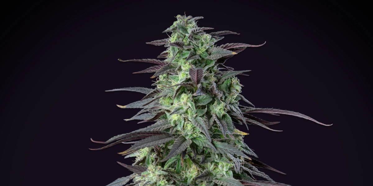 Skunk XL: höchster Ertrag unter 100 cm Skunk XL Cannabispflanze mit dichten frostigen Buds, violett-grünen Blättern, weißen Blütenstempeln und kompakter Blütenstruktur vor dunklem Hintergrund.