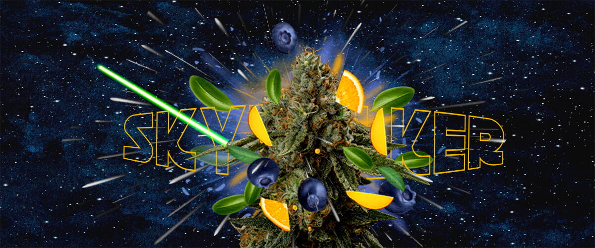 Geschmacks- und Aromaprofil der Skywalker-Sorte Cannabis Eine Illustration eines Cannabisknospen mit dem Text