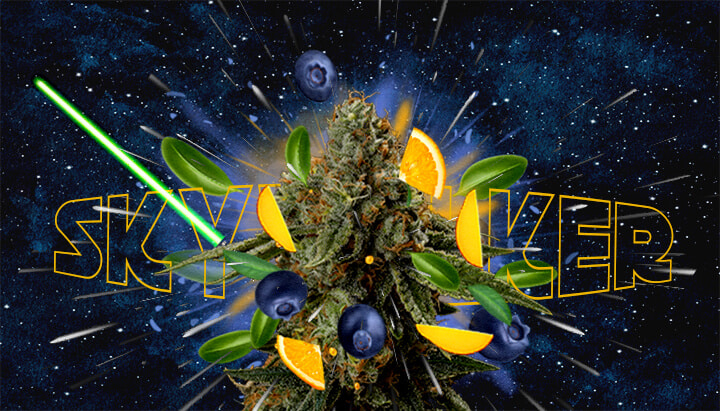 Geschmacks- und Aromaprofil der Skywalker-Sorte Cannabis Eine Illustration eines Cannabisknospen mit dem Text