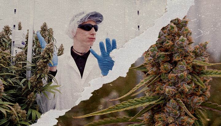 CRIC Labs Orion Medusa F1 Cannabis Potenz Führer Eine Illustration von Orion F1 und Medusa F1 Cannabis-Pflanzen mit dichten Trichomen in einem CRIC Labs Anbauraum, die potente Terpenprofile und eine stabile Struktur zeigen, auf einem grünen Hintergrund.