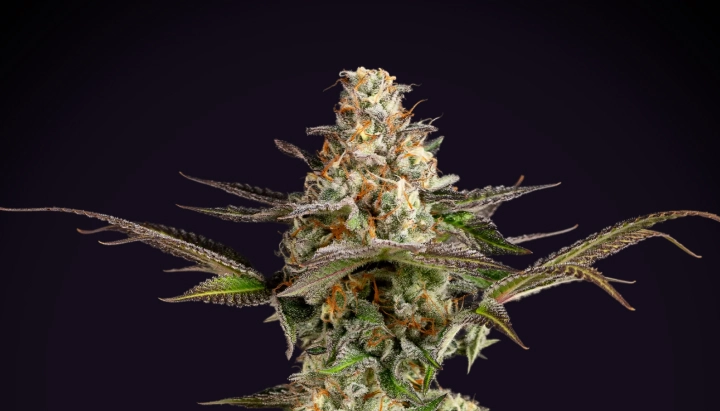 Somango XL: dichter kompakter Ertrag Somango XL Cannabispflanze mit dichter frostiger Cola, orangefarbenen Blütenstempeln, violett-grünen Blättern und kompakter Blütenstruktur vor dunklem Hintergrund.