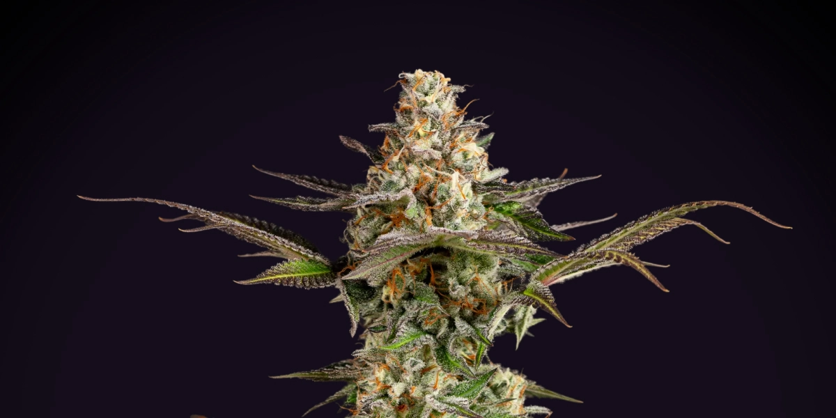 Somango XL: dichter kompakter Ertrag Somango XL Cannabispflanze mit dichter frostiger Cola, orangefarbenen Blütenstempeln, violett-grünen Blättern und kompakter Blütenstruktur vor dunklem Hintergrund.