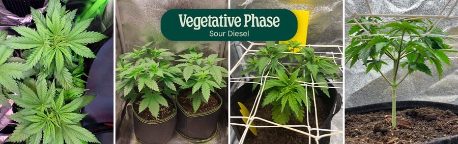 Sour Diesel Vegetative Phase