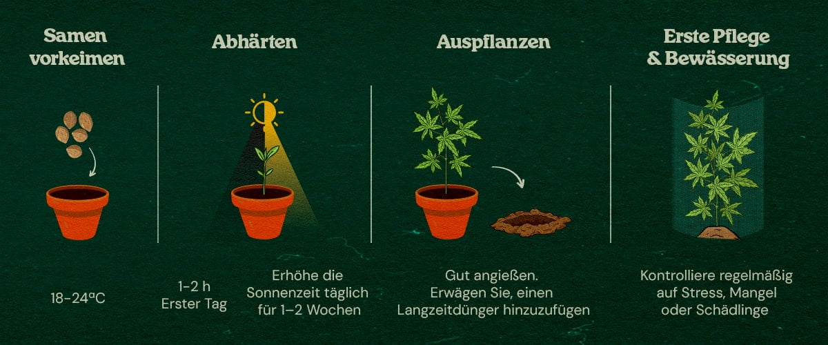 Schritt-für-Schritt-Anleitung für Guerilla-Anbau Cannabis-Sämlinge im Wald mit Schritt-für-Schritt-Anleitung für Innenstart, Aushärtung, Umpflanzung und Pflege, umgeben von Bäumen und natürlicher Deckung.