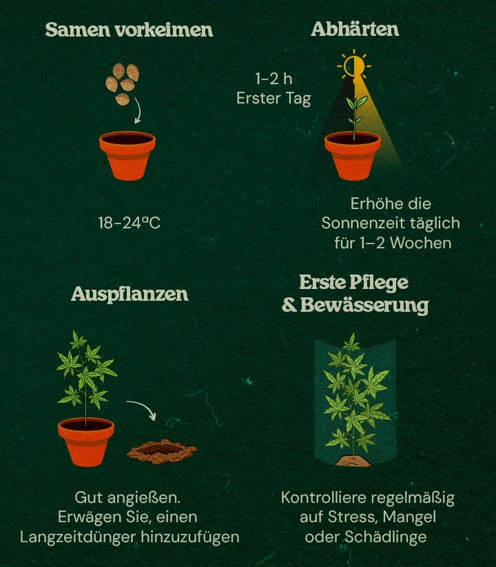 Schritt-für-Schritt-Anleitung für Guerilla-Anbau Cannabis-Sämlinge im Wald mit Schritt-für-Schritt-Anleitung für Innenstart, Aushärtung, Umpflanzung und Pflege, umgeben von Bäumen und natürlicher Deckung.