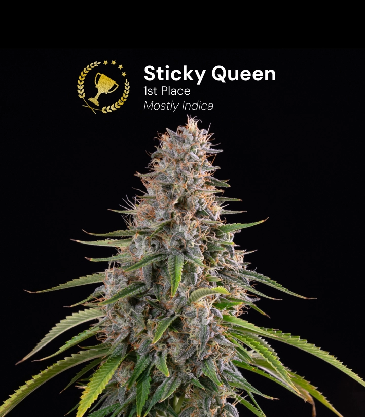 Sticky Queen, preisgekrönte Cannabissorte Entdecke Sticky Queen, eine preisgekrönte, überwiegend indicadominierte Cannabissorte mit dichten, harzigen Blüten.
