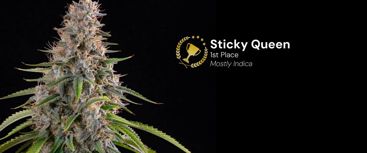 Sticky Queen, preisgekrönte Cannabissorte Entdecke Sticky Queen, eine preisgekrönte, überwiegend indicadominierte Cannabissorte mit dichten, harzigen Blüten.