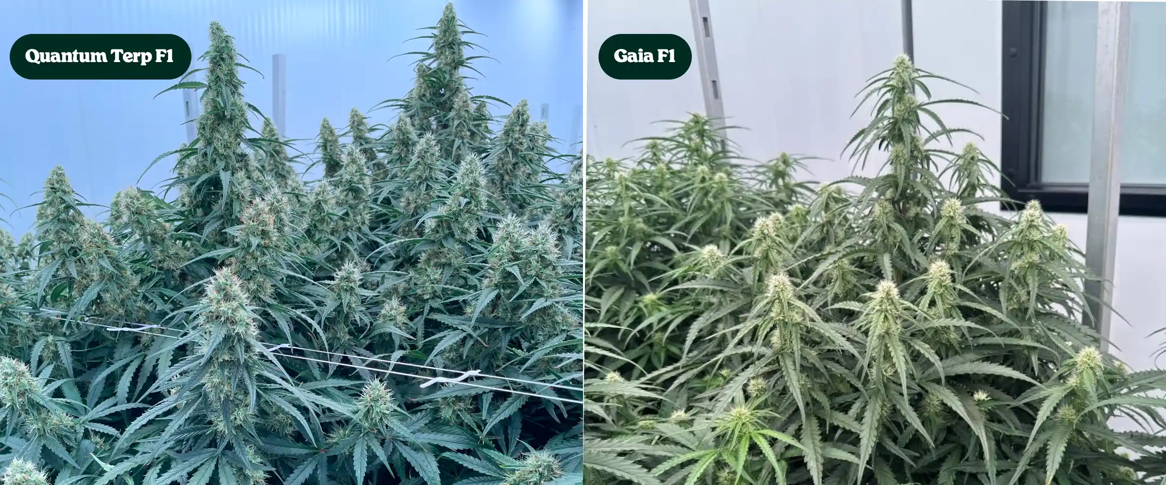 Direkter Vergleich von Quantum Terp F1 und Gaia F1 Cannabispflanzen in der Blüte, mit hohen harzigen Colas, dichten grünen Kronen und reifen Blütenstrukturen.