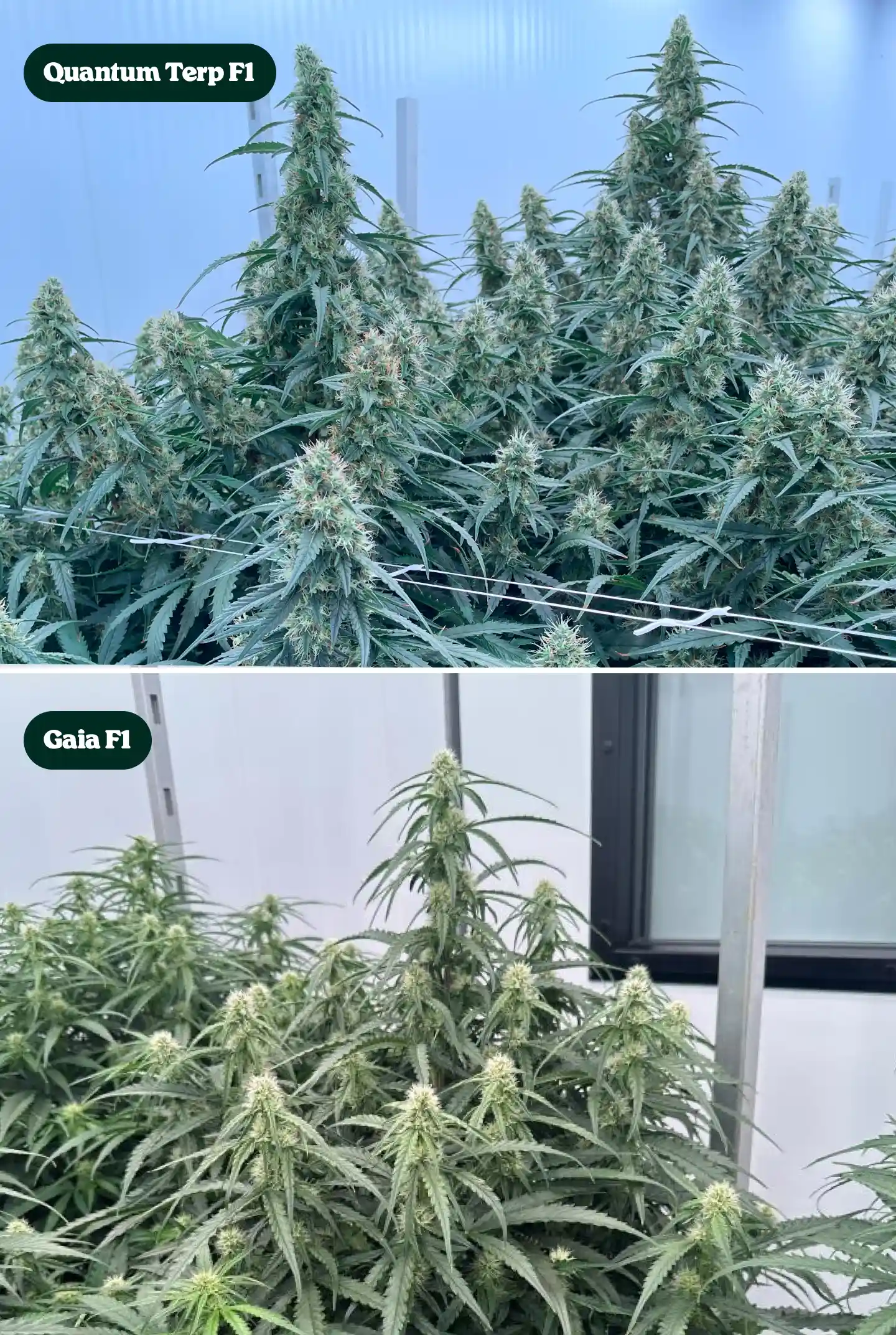 Direkter Vergleich von Quantum Terp F1 und Gaia F1 Cannabispflanzen in der Blüte, mit hohen harzigen Colas, dichten grünen Kronen und reifen Blütenstrukturen.
