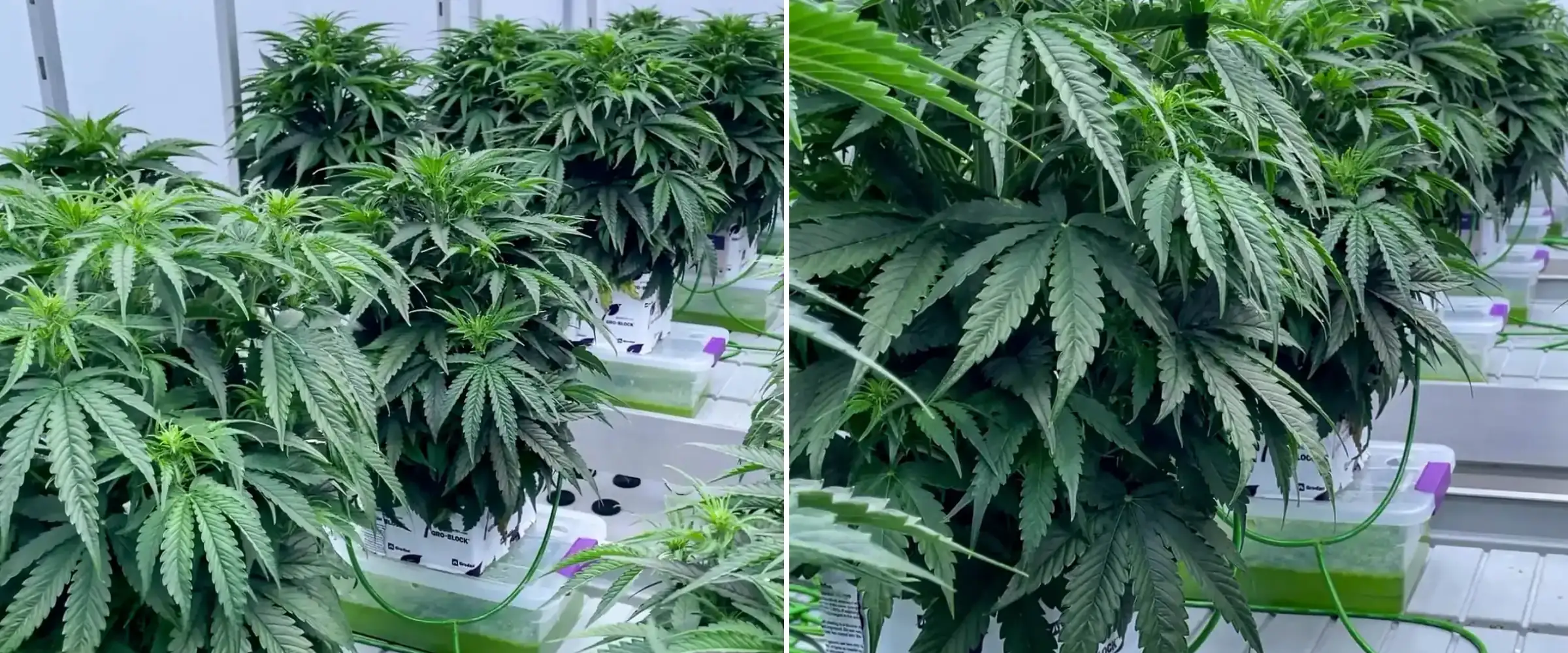 Cannabispflanzen, die während eines kontrollierten Versuchs in Steinwollblöcken wachsen, mit dichtem grünem Laub, Bewässerungsleitungen, Hydrokultur-Schalen und gesunder früher Blütenentwicklung.
