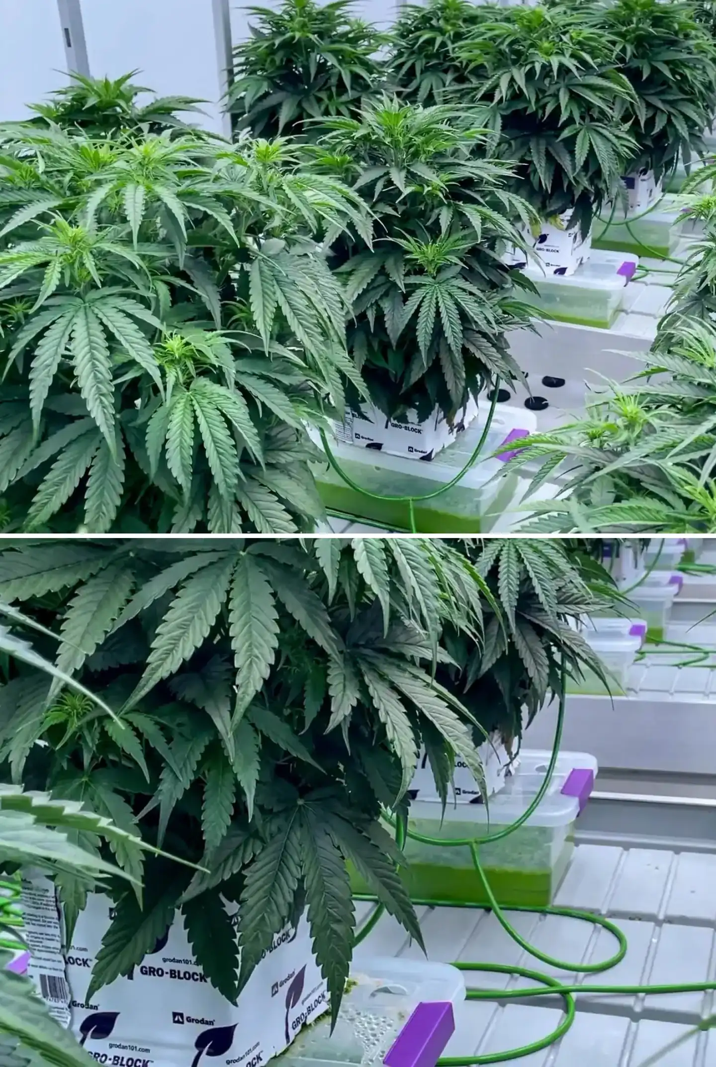 Cannabispflanzen, die während eines kontrollierten Versuchs in Steinwollblöcken wachsen, mit dichtem grünem Laub, Bewässerungsleitungen, Hydrokultur-Schalen und gesunder früher Blütenentwicklung.