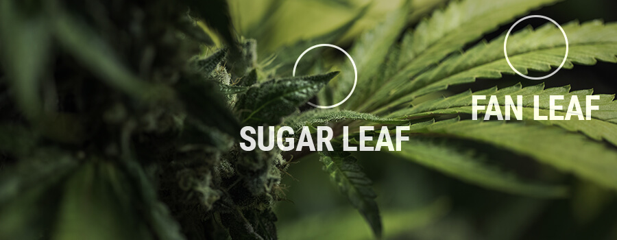 Zuckerblatt gegen Fan Leaf Zuckerblatt gegen Fan Leaf
