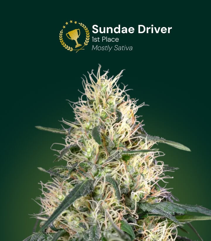 Sundae Driver Cannabisblüte, Gewinner des 1. Platzes, überwiegend Sativa
