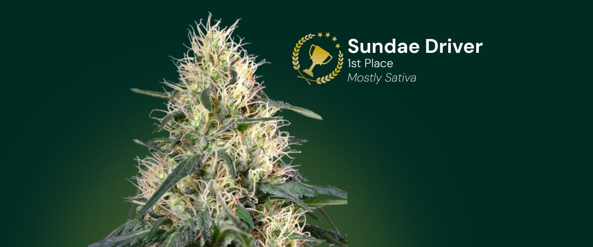 Sundae Driver Cannabisblüte, Gewinner des 1. Platzes, überwiegend Sativa