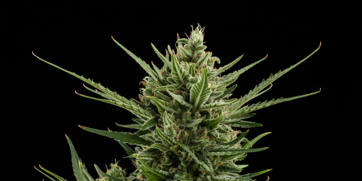 Sweet Skunk Auto: kompaktes Wachstum mit konkurrenzfähigem Ertrag Sweet Skunk Auto Cannabis-Bud mit dichten harzigen Blüten, grünen Zuckerblättern, orangefarbenen Blütenstempeln und kompaktem Wachstum vor dunklem Hintergrund.