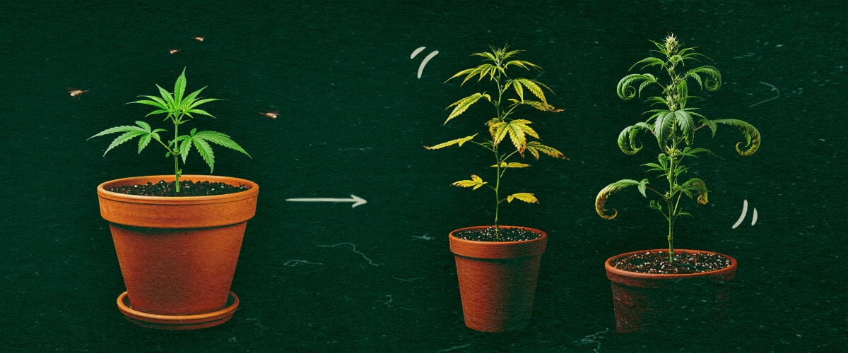 Drei Topf-Cannabispflanzen mit CCYV-Symptomen, gelben und gekräuselten Blättern auf grünem Hintergrund.