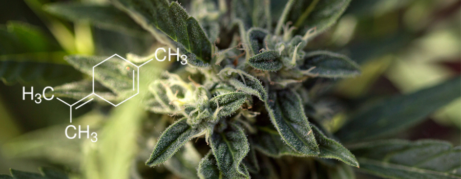 Terpinolen-Terpen-Cannabis