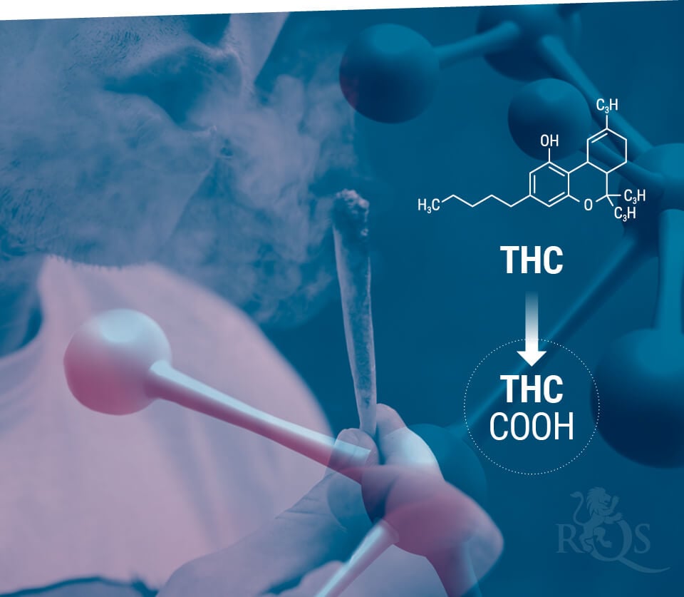 Thc-metabolisierung und -einlagerung