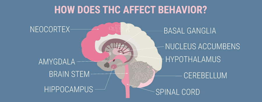 How THC affect behavior