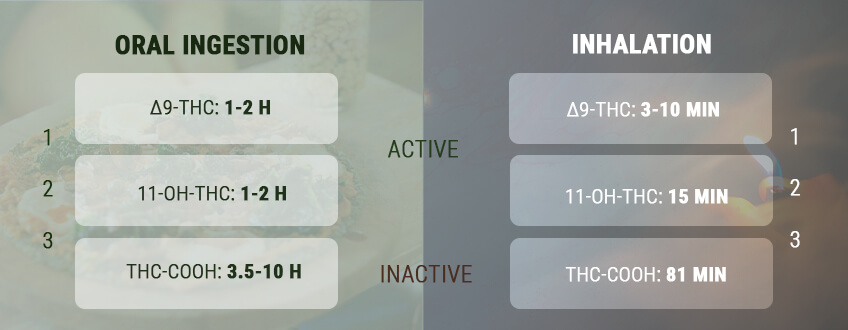 How Long Does a Cannabis High Last? How Long Does a Cannabis High Last?
