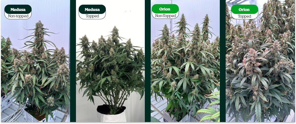 Vergleich von getoppten und nicht getoppten Cannabispflanzen (Medusa und Orion): eine Hauptcola vs mehrere Colas