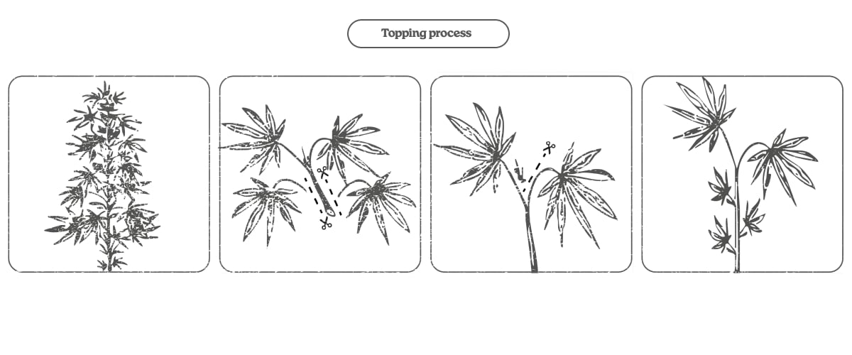 Diagramm zum Topping-Prozess bei Cannabis: Hauptspitze kappen, um zwei Haupttriebe und mehr Colas zu fördern