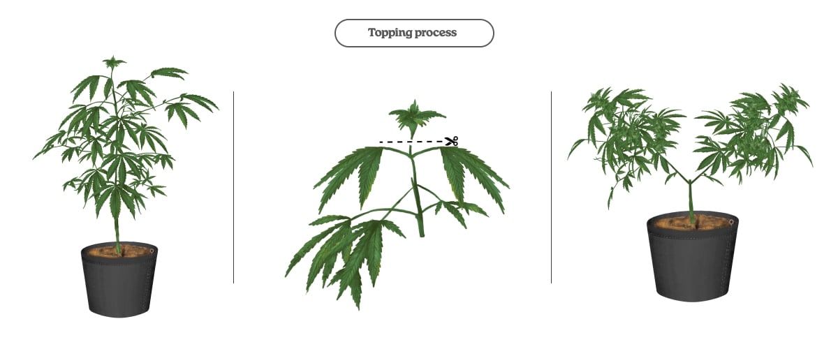 Cannabis-Topping-Prozess (Schritt für Schritt) Diagramm zum Topping-Prozess bei Cannabis: Hauptspitze kappen, um zwei Haupttriebe und mehr Colas zu fördern