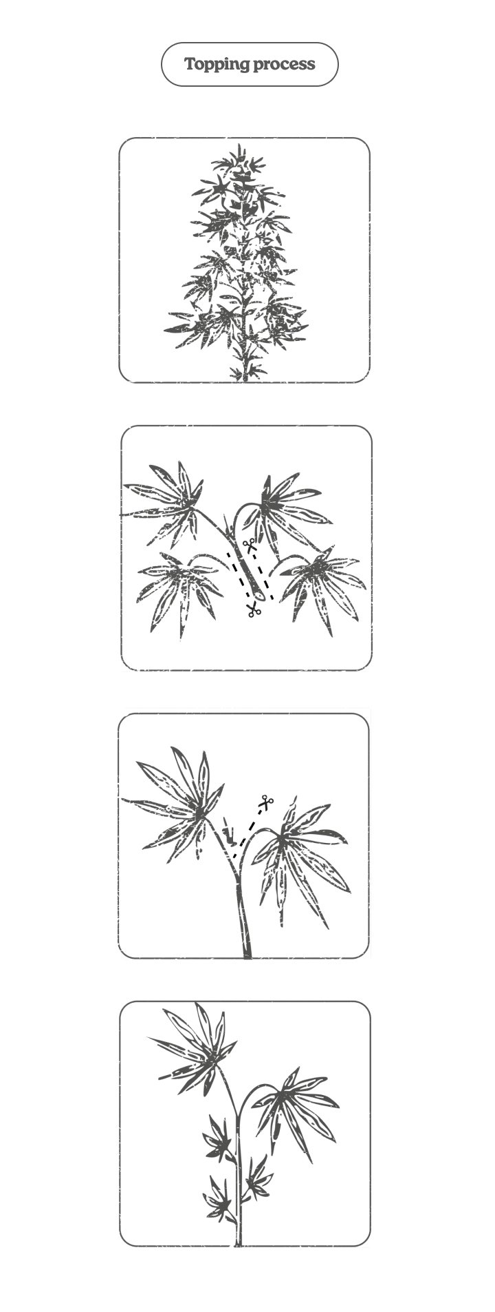 Diagramm zum Topping-Prozess bei Cannabis: Hauptspitze kappen, um zwei Haupttriebe und mehr Colas zu fördern