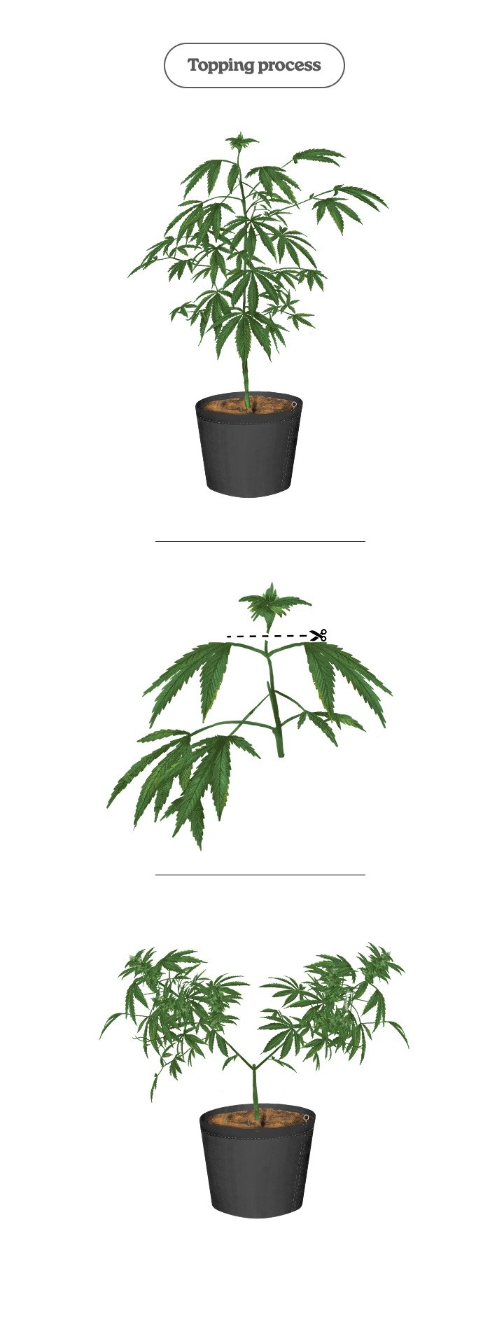 Cannabis-Topping-Prozess (Schritt für Schritt) Diagramm zum Topping-Prozess bei Cannabis: Hauptspitze kappen, um zwei Haupttriebe und mehr Colas zu fördern
