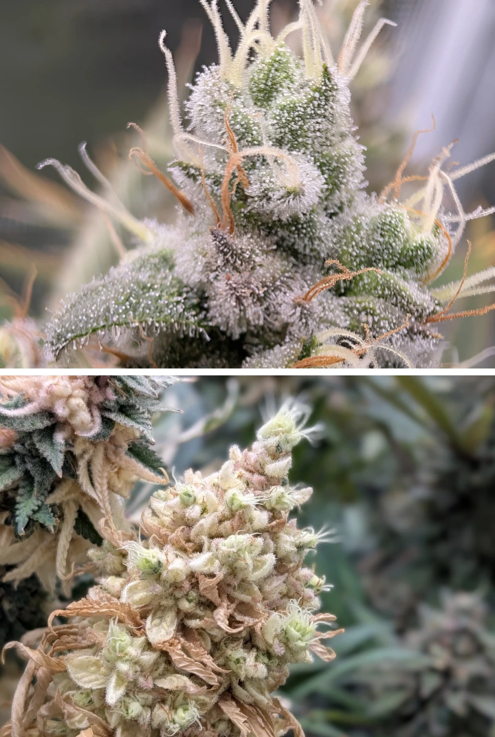 Harzige Cannabisblüten mit frostigen Trichomen Nahaufnahme von harzigen Cannabisblüten mit frostigen Trichomen, hellen Blütenfäden und dichter Blütenstruktur.