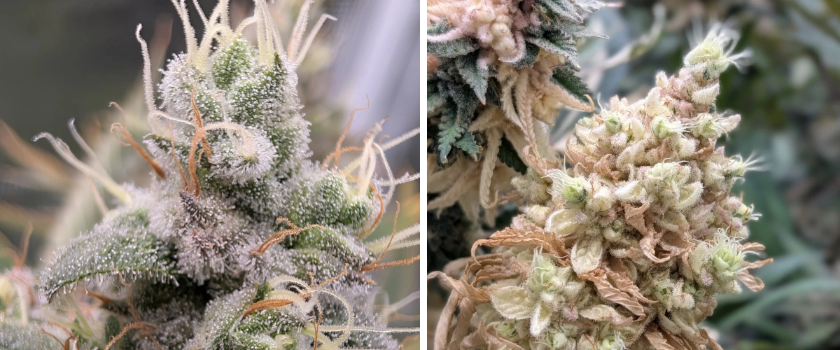 Harzige Cannabisblüten mit frostigen Trichomen Nahaufnahme von harzigen Cannabisblüten mit frostigen Trichomen, hellen Blütenfäden und dichter Blütenstruktur.