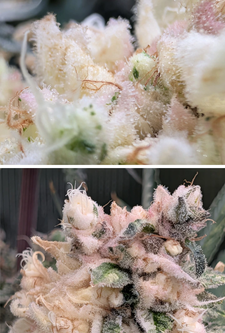 Frostige Cannabisblüten mit zartrosa harzigen Blüten Makro-Nahaufnahme frostiger Cannabisblüten mit dichter Trichombedeckung, zartrosa Tönen und dichten, harzigen Blüten.