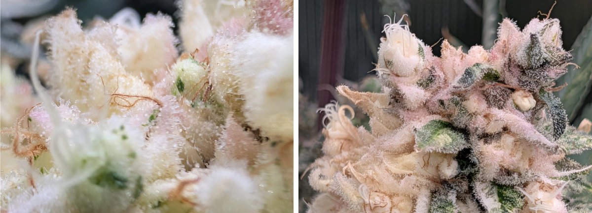 Frostige Cannabisblüten mit zartrosa harzigen Blüten Makro-Nahaufnahme frostiger Cannabisblüten mit dichter Trichombedeckung, zartrosa Tönen und dichten, harzigen Blüten.